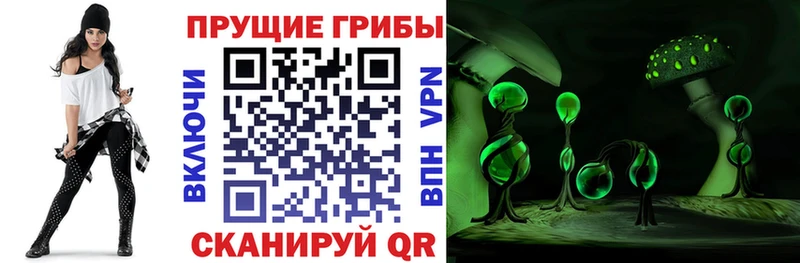 Галлюциногенные грибы Psilocybe Уржум